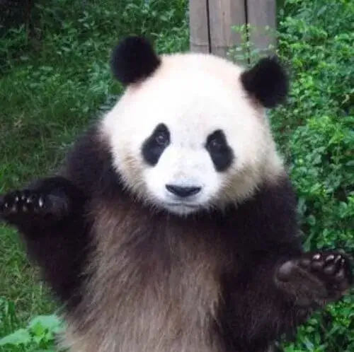 Hình gấu trúc nét cong mày tái hiện cảm giác bất ổn nhẹ trong hội thoại