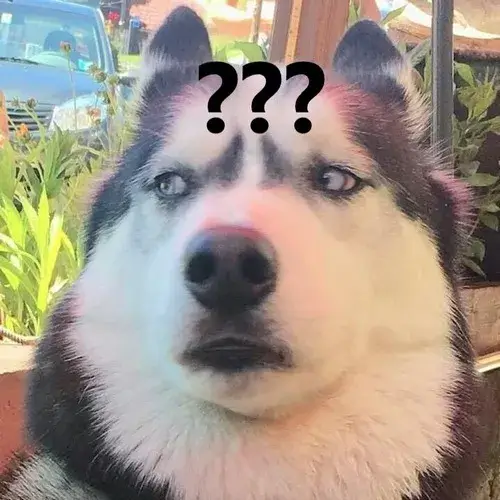 Meme chó thắc mắc gương mặt ngỡ ngàng giúp chốt phản ứng kiểu ủa là sao