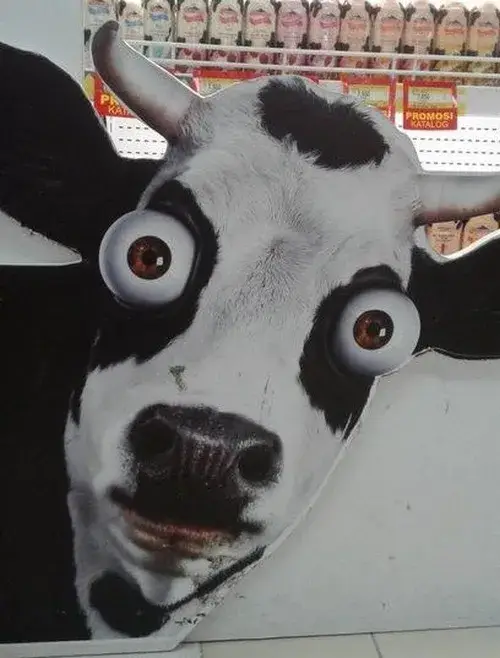 Lúc nào nên thả meme lú để chốt pha buồn cười trong group