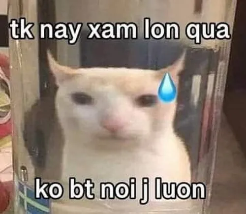 Khoảnh khắc mèo toát mồ hôi hột gợi cảm giác chột dạ.