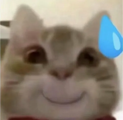 Ảnh meme mèo chảy mồ hôi với nụ cười gượng bối rối.