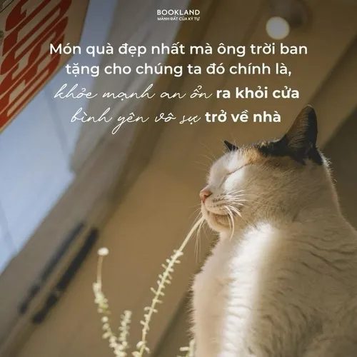 Những meme mèo vui vẻ lan niềm hạnh phúc cực nhanh trong nhóm chat