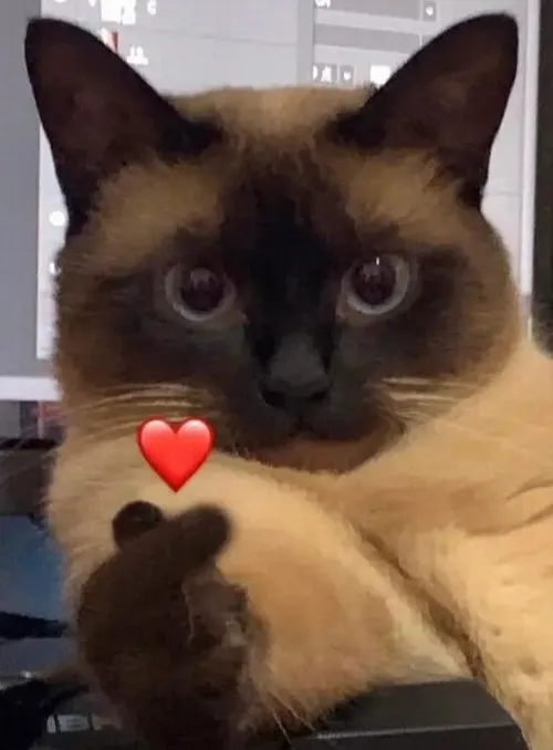 Meme mèo hớn hở nâng mood bằng ánh mắt long lanh.