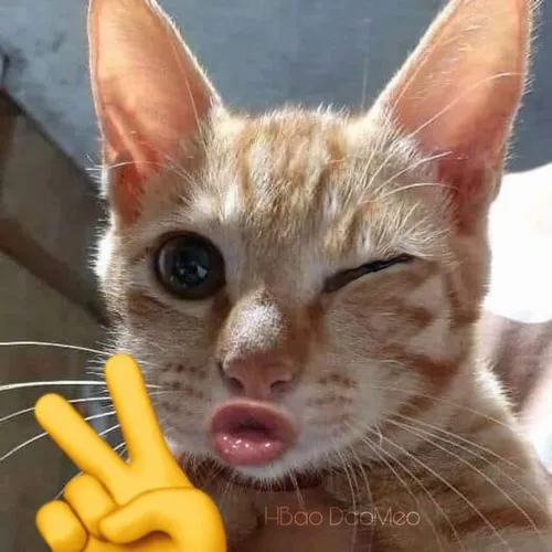 Ảnh meme vui kết hợp tươi tỉnh và ánh cười ấm.