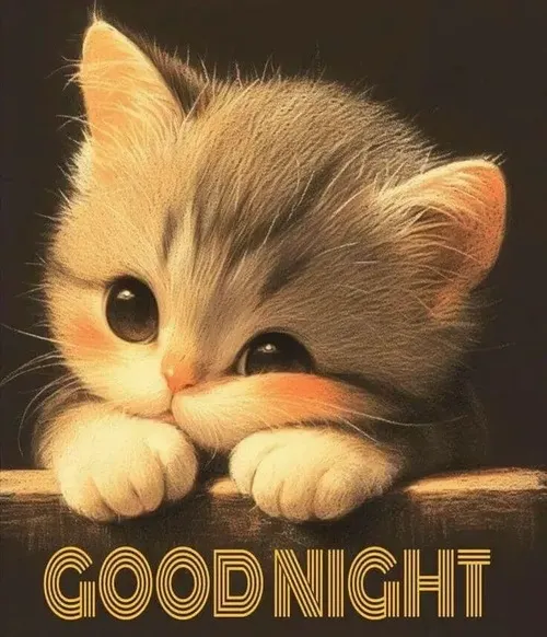 Khoảnh khắc mèo mơ màng liên hệ ánh đèn ngủ dịu