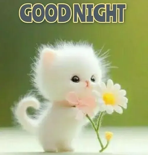 Khoảnh khắc mèo ngủ ngoan đẩy cao vibe thư thái