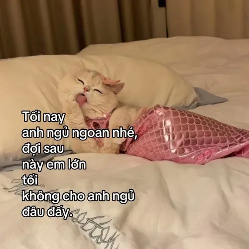 Hình chế mèo say ngủ khắc họa nhịp thở đều