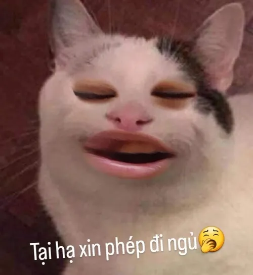 Meme chế mèo ôm gối dùng chi tiết đuôi mềm