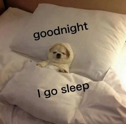 Hình chế mèo ru ngủ nâng tông không khí ấm