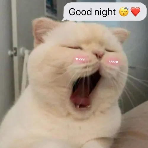Meme vui mèo chúc ngủ tạo nhấn ánh đèn dịu