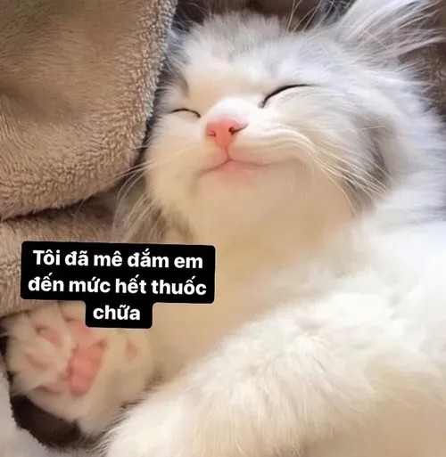 Ảnh troll mèo thư thái tạo sự yên tĩnh nhẹ