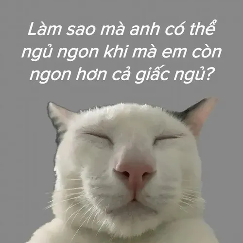 Meme hài mèo lim dim kết hợp gối bông mềm