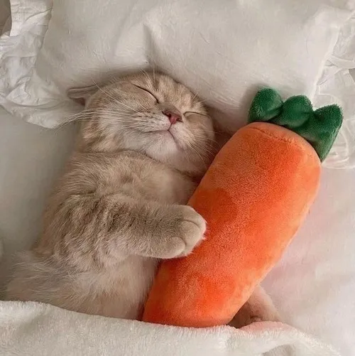 Hình meme hài mèo ngoan ôm gối mềm êm ái