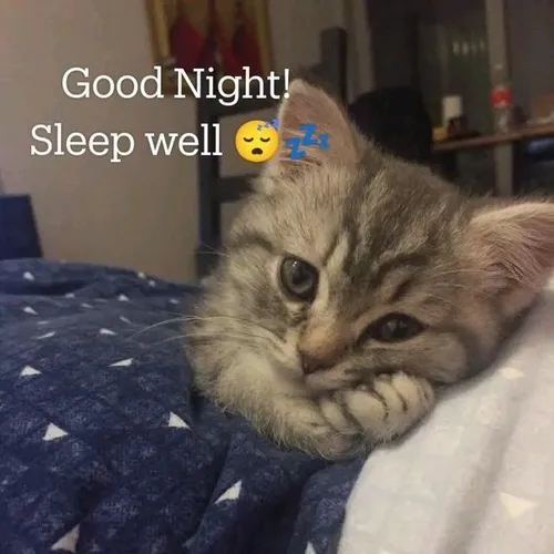 Hình chế meme vui mèo thư giãn gài cảnh nhẹ nhàng