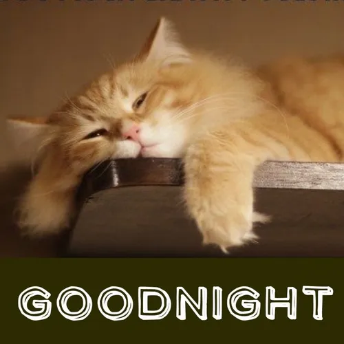 Meme chế mèo gật gù nhấn vẻ đáng yêu