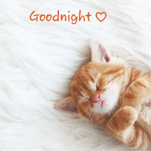 Meme hài mèo béo ngủ bộc lộ dáng cuộn mềm