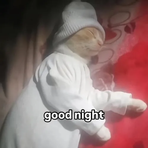 Meme vui mèo trùm chăn nhấn ánh đèn vàng