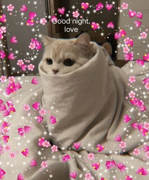 Ảnh meme vui mèo gật gù làm rõ trạng thái thư giãn