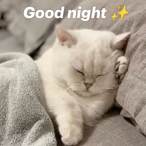50+ Hình Ảnh Mèo Chúc Ngủ Ngon Meme siêu dễ thương vibe nhẹ nhàng