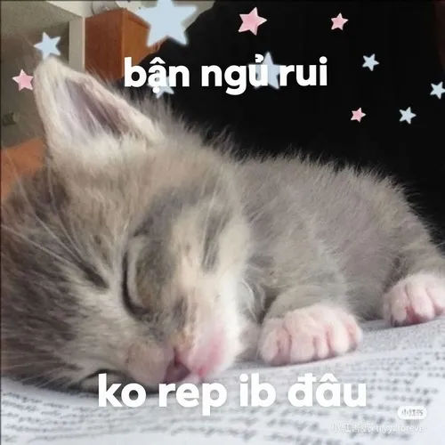 Hình meme mèo ngủ ngon thể hiện dáng nằm ngoan