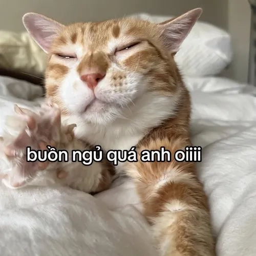 Meme hài mèo mơ màng dựng cảnh giường nho nhỏ