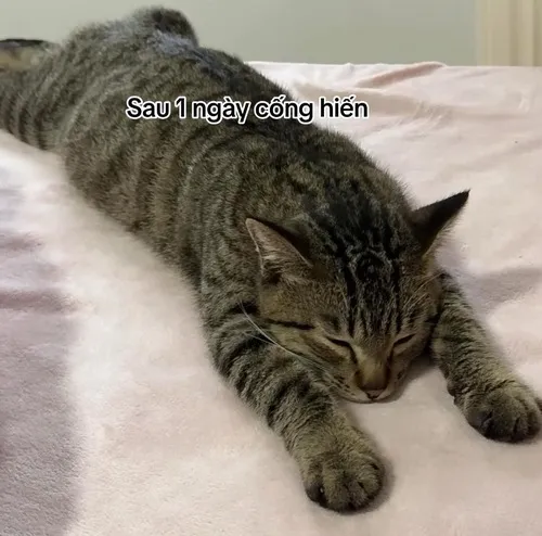 Meme vui mèo béo ngủ tạo mood yên bình nhẹ