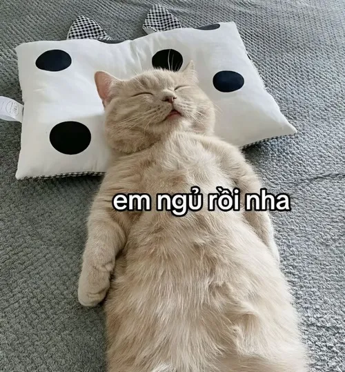 Meme mèo ngủ ngon gắn với dáng cuộn tròn dễ thương