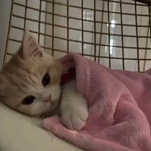 Ảnh vui ánh nhìn chậm rãi mang nét nhây bựa hài