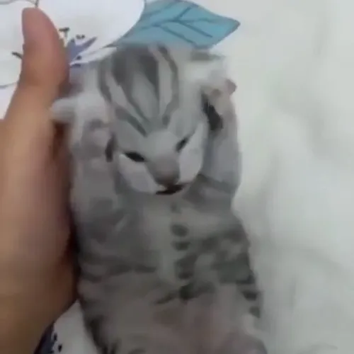 Meme mèo nhức đầu khắc họa phản ứng ù tai khi tin nhắn dồn.