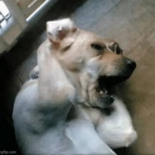 Meme chó ôm đầu đau nhức