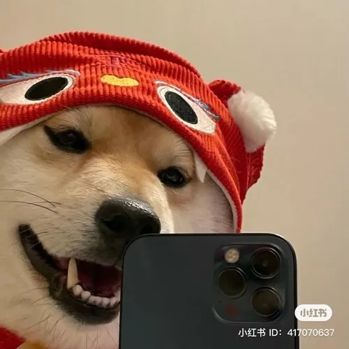 Hình hiển thị khai thác ảnh đại diện thú cưng với biểu cảm khó đỡ.