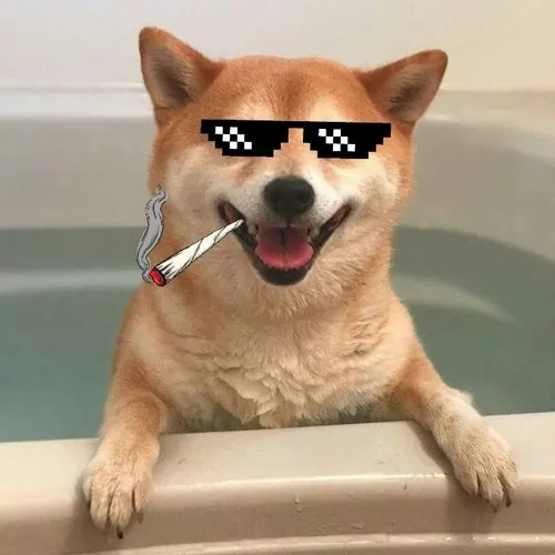 Hình đại diện ảnh meme động vật cảnh tạo dáng oái oăm kiểu ngáo.