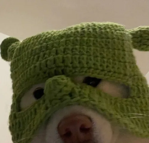 Ảnh đại diện thú cưng pha chó husky với tinh thần sói qua cú liếc huyền thoại.