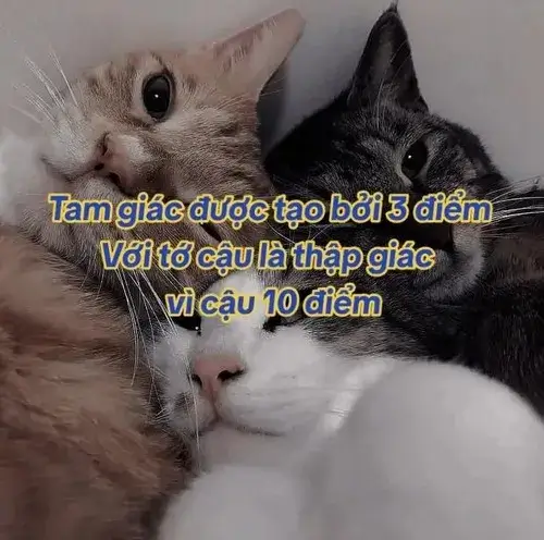 Hình chế mèo thả tim hài hước nhưng đầy ẩn ý tình cảm