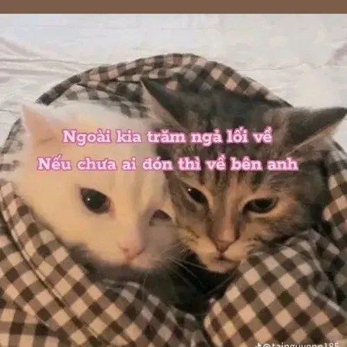 Meme thơ tán gái phong cách học sinh siêu đáng yêu.