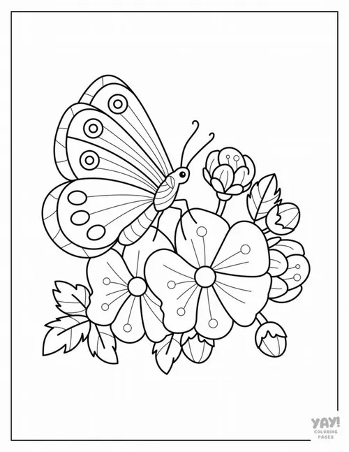 Tô màu vui cùng những chú bướm nhiều kiểu dáng khác nhau