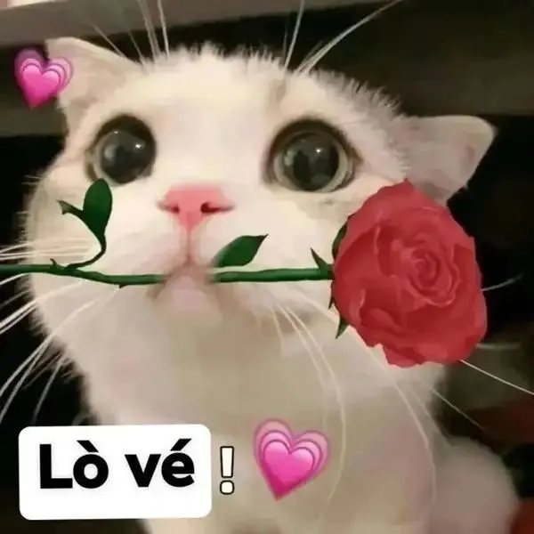 Từ lời thổ lộ đến ảnh chế: hành trình của cảm xúc thật