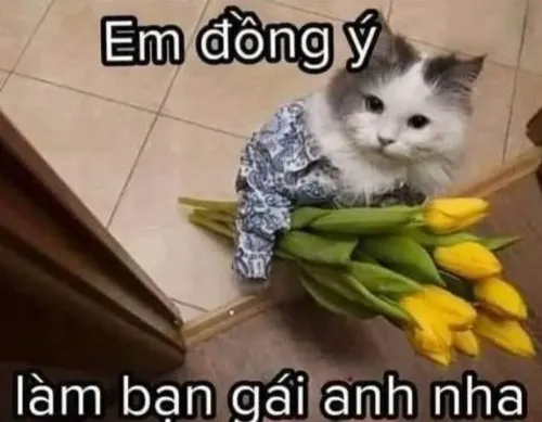 Meme mèo tặng hoa tỏ tình đáng yêu