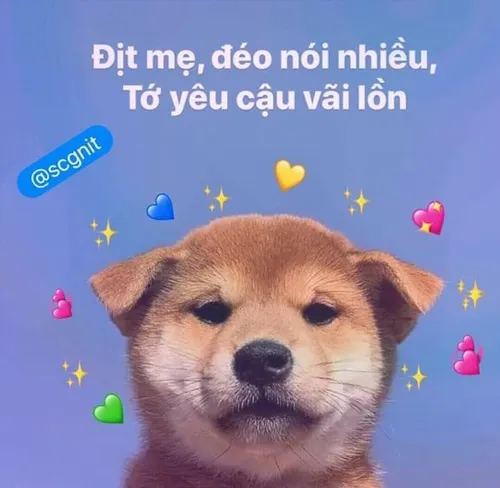 Meme chat tỏ tình đêm khuya khiến ai đọc cũng cười