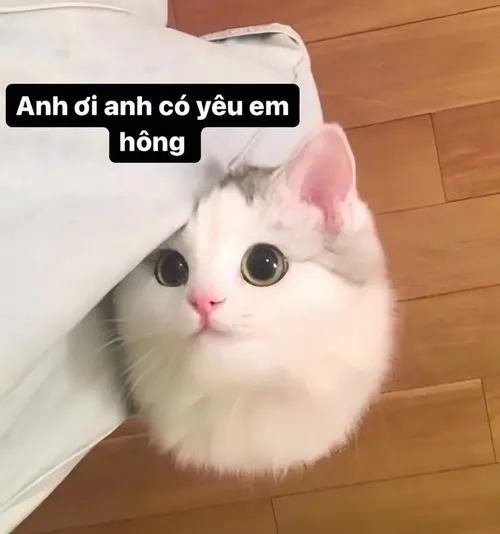 Hình chế tỏ tình bá đạo bằng ngôn ngữ meme hài