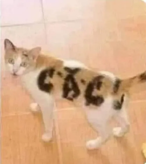 Chọc ghẹo nhẹ bằng ánh mắt mơ hồ tạo nhịp vui cho buổi sáng.