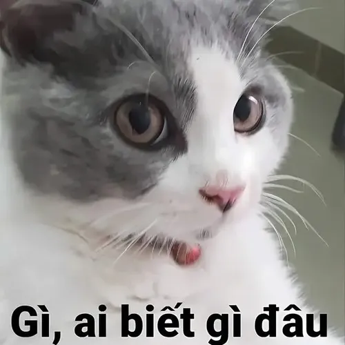 Ảnh chế meme cute ngây ngô giả trân khó cưỡng