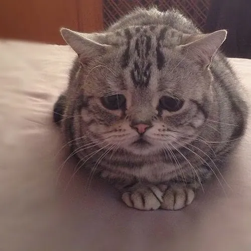 Ngơ ngác mà có chủ đích: sức hút của meme mèo vô tội