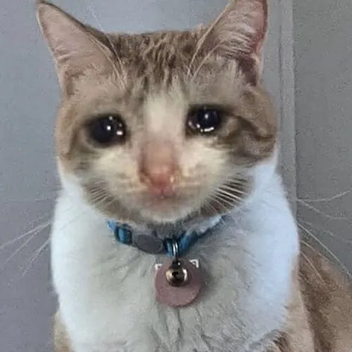 Từ mèo ngơ đến idol ngại ngùng: hành trình viral của meme vô tội