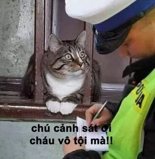 Không ai thoát khỏi sức lan tỏa của meme vô tội giả trân