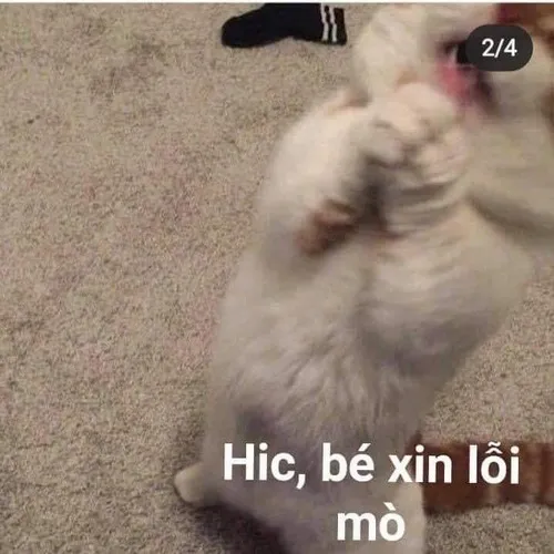 Meme ánh mắt xin lỗi tội nghiệp cực dễ thương