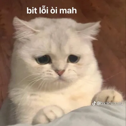 Ảnh chế lời nói dịu nhẹ thể hiện sự biết lỗi tinh tế