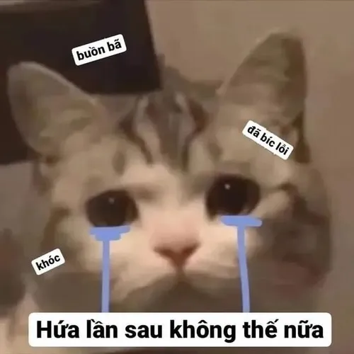 Meme hành động năn nỉ khiến người yêu không giận lâu được