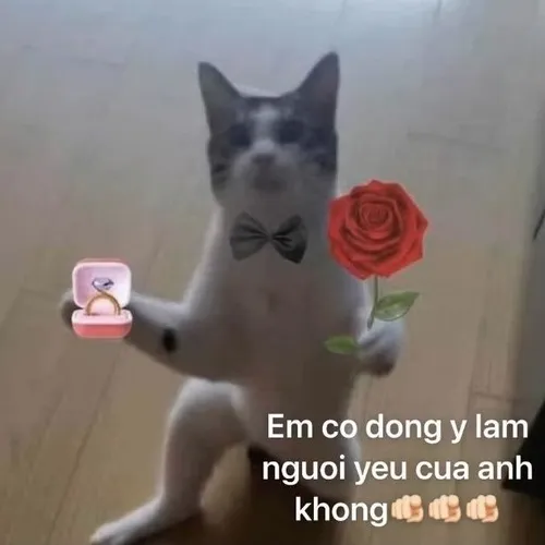Meme mèo hài hước quỳ gối tặng hoa hồng nhẫn cầu hôn