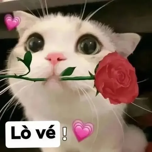 Meme mèo ngậm hoa hồng hài hước